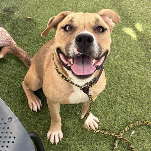 Photo of Debo, adoptable Staffordshire Bull Terrier in Phoenix, Arizona
