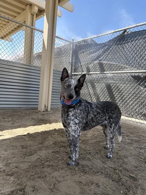 Photo of Zurg, adoptable Australian Cattle Dog/Blue Heeler in Riverside, California