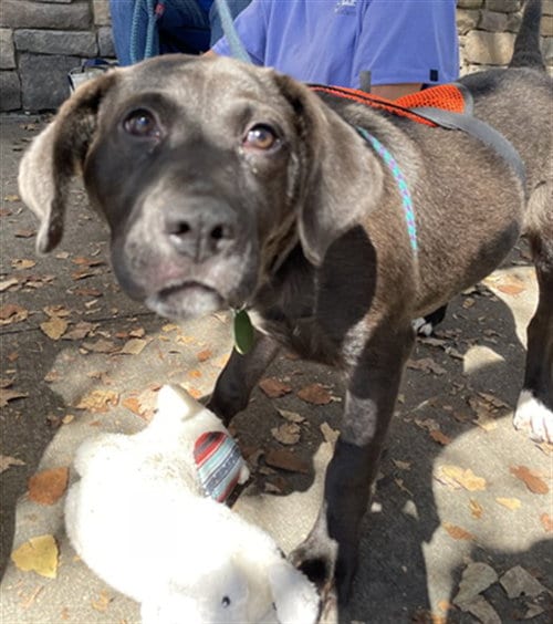 Photo of Bonbon, adoptable Labrador Retriever in Clyde, North Carolina