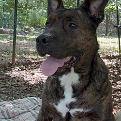 Photo of Taeko, adoptable Plott Hound in Salisbury, North Carolina