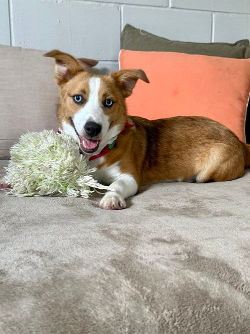 Photo of Rusty, adoptable Corgi in San Leon, Texas