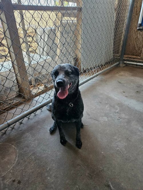 Photo of Tater, adoptable Queensland Heeler in El Centro, California