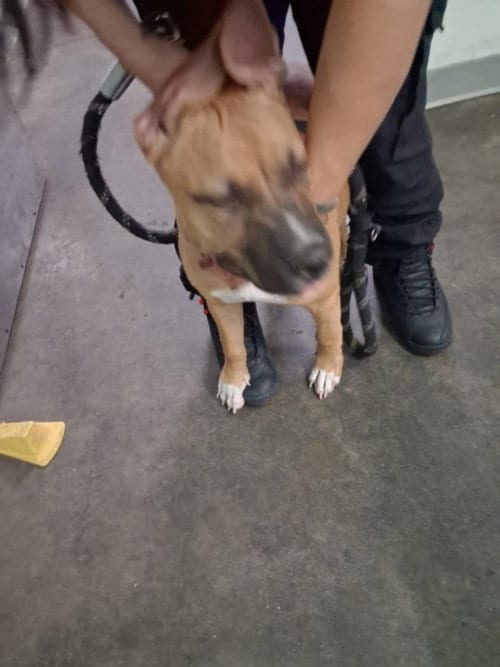 Photo of Lady, adoptable Pit Bull Terrier in Los Angeles, California