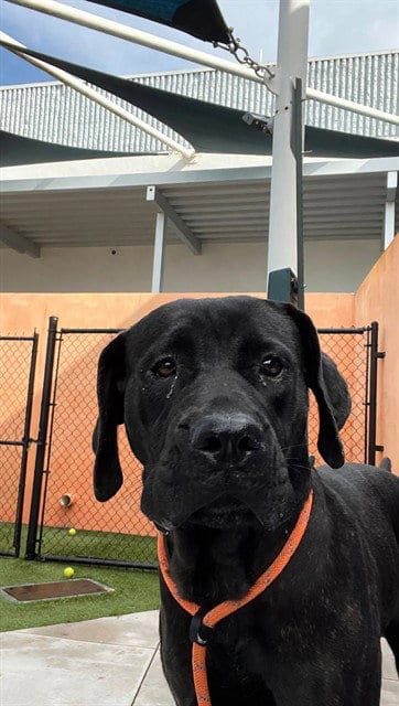 Photo of Willow, adoptable Labrador Retriever in Miami, Florida