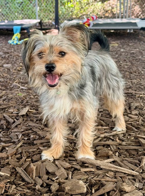 Photo of Maurice, adoptable Yorkshire Terrier Yorkie in Lawrenceville, New Jersey