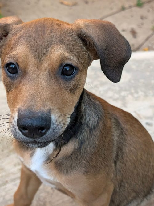Photo of Ulyssa, adoptable Unknown breed in Rancho Santa Fe, California