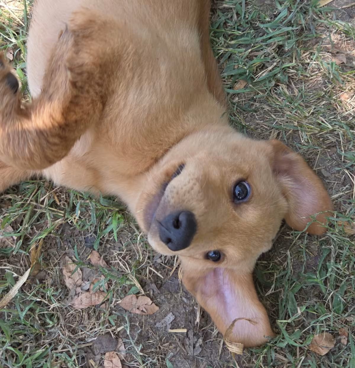Photo of Maddie, adoptable Labrador Retriever in Fort Collins, Colorado