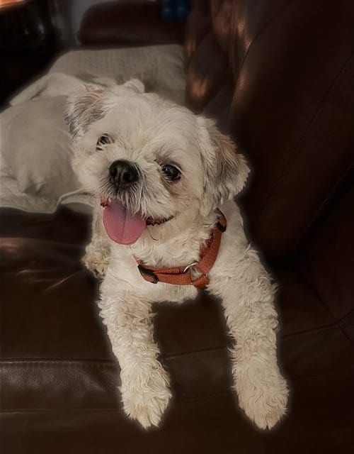Photo of Theo, adoptable Shih Tzu in Morganville, New Jersey
