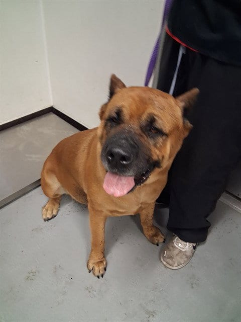 Photo of Zena, adoptable Presa Canario in Bakersfield, California