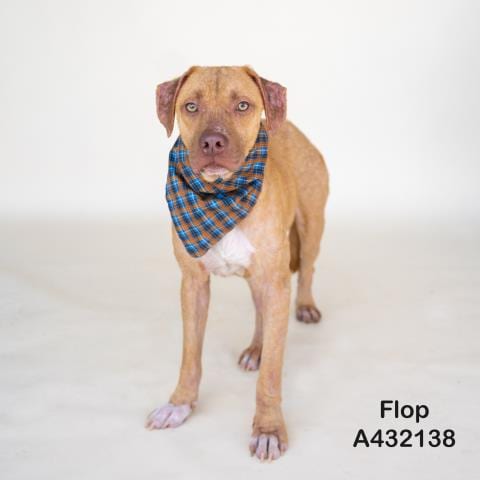 Photo of Flop, adoptable Pit Bull Terrier in Conroe, Texas