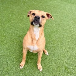 Photo of Draco 0715, adoptable American Bulldog Labrador Retriever in Loxahatchee, Florida