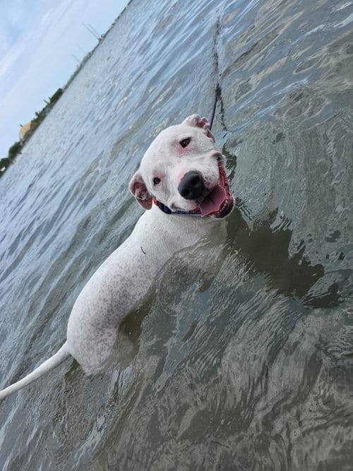 Photo of Lucy, adoptable American Bulldog in Miami, Florida