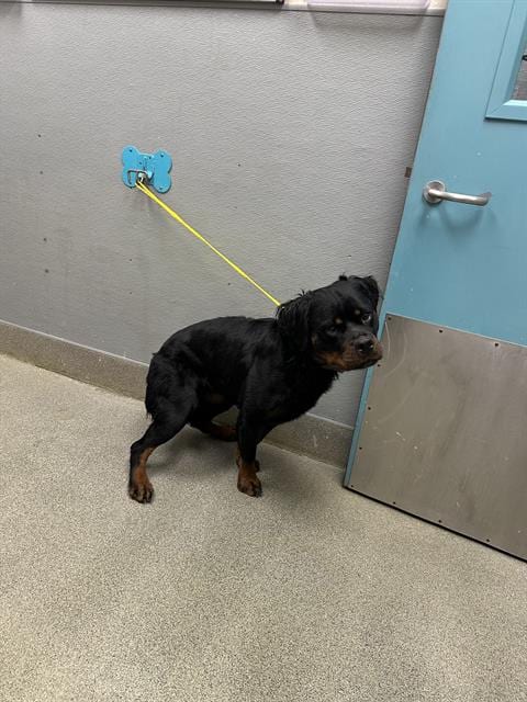 Photo of Gamara, adoptable Rottweiler in Las Vegas, Nevada