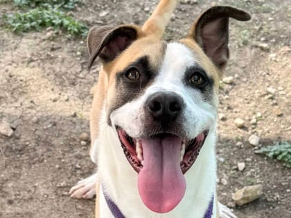 Photo of Bandito, adoptable dog in Georgetown, Texas