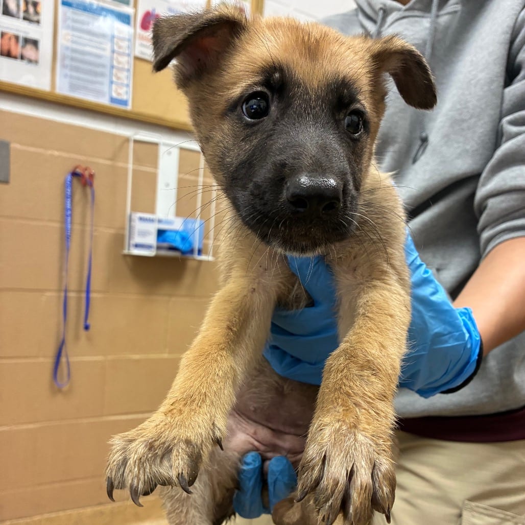 Photo of Vaporeon, adoptable Shepherd, German in Brownsville, Texas