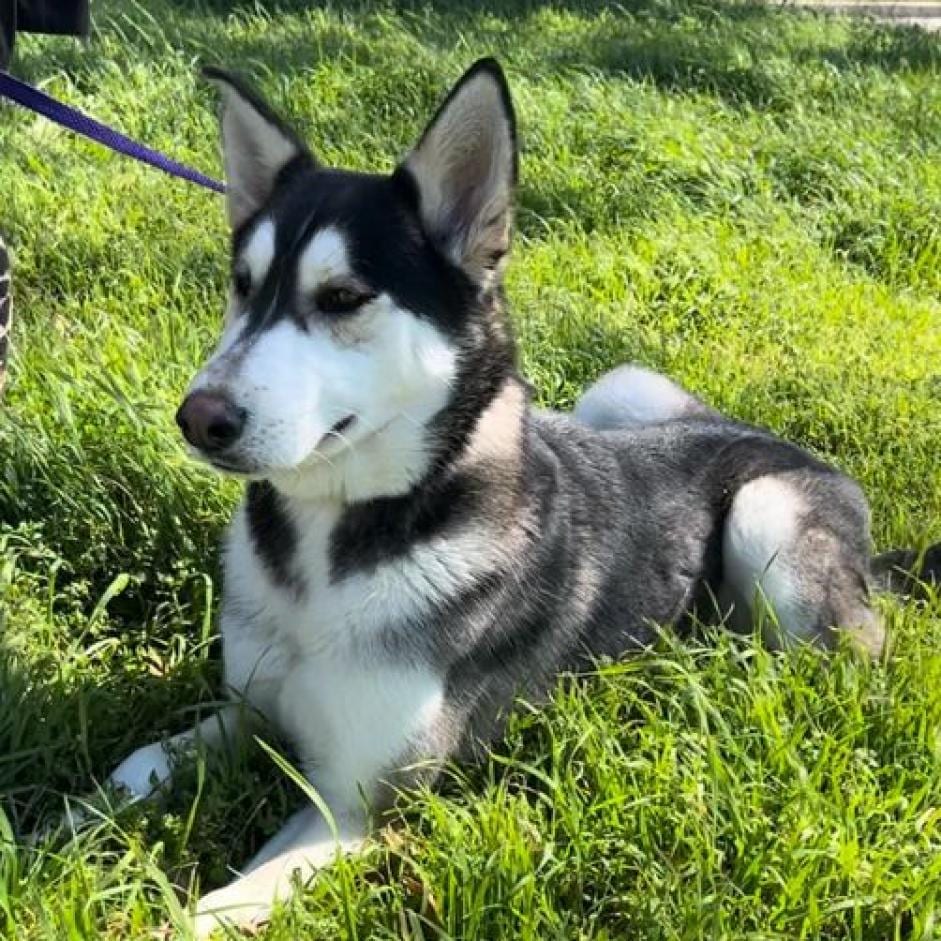 Photo of Clue, adoptable Husky / Mixed Breed (Large) in Weatherford, Texas