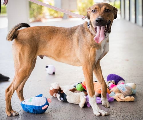 Photo of Oliver, adoptable German Shepherd Dog in Royal Palm Beach, Florida