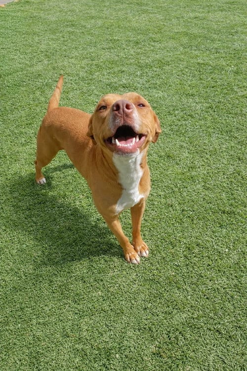 Photo of Maya, adoptable Dachshund in La Verne, California