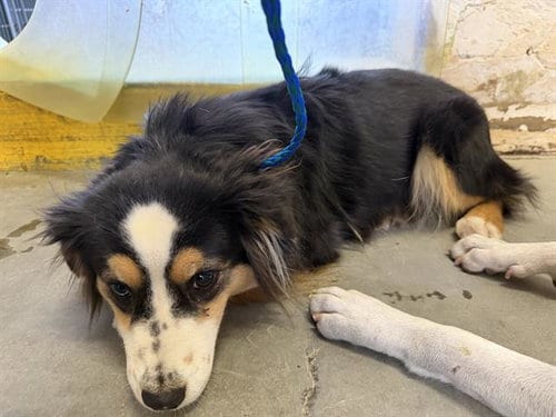 Photo of Wendy, adoptable Australian Shepherd in Camarillo, California