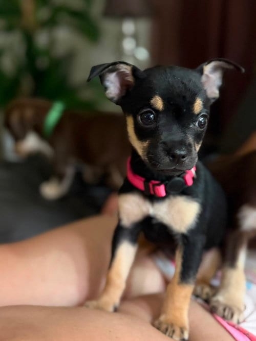 Photo of Candy, adoptable Chihuahua in Virginia Beach, Virginia