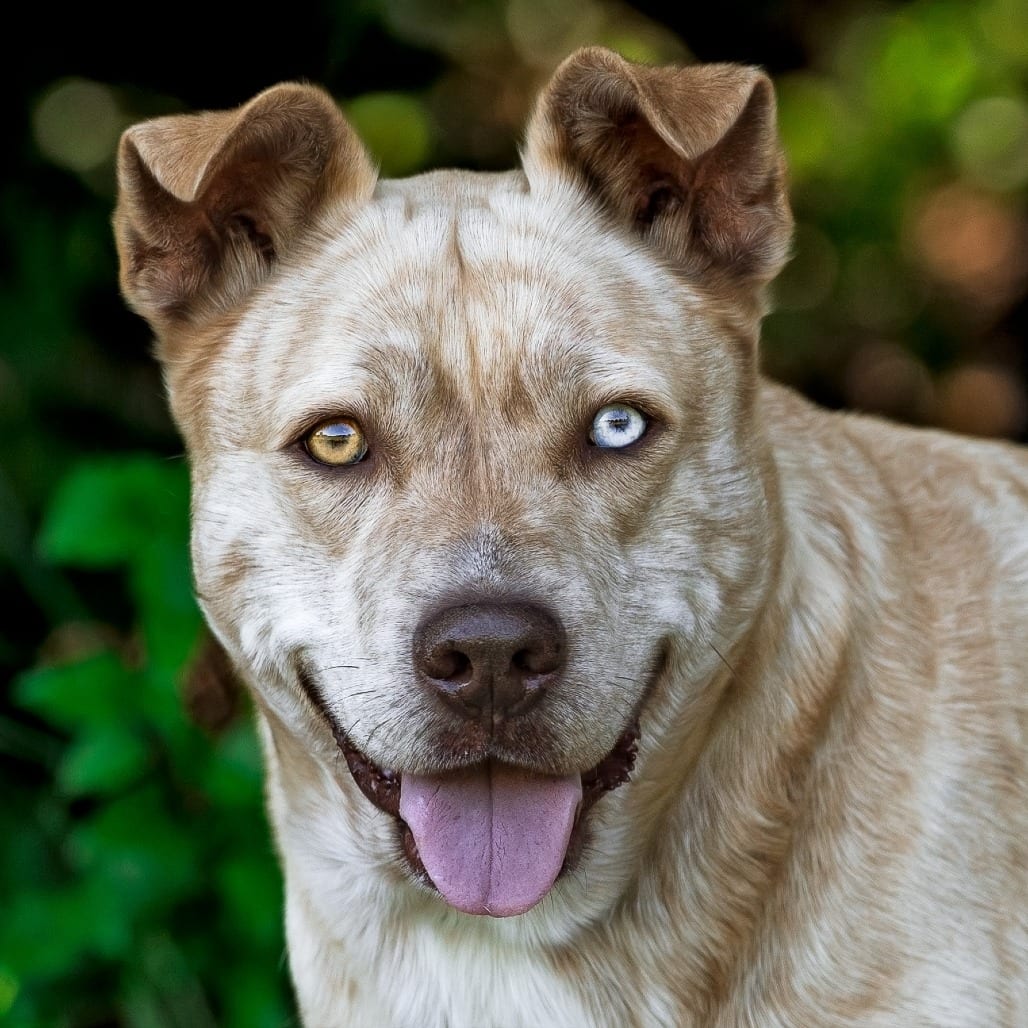 Photo of Sprinkle, adoptable Terrier, Pit Bull / Mixed Breed (Large) in Weatherford, Texas