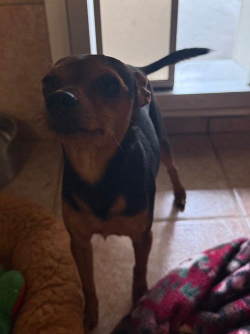Photo of Scrappy, adoptable Miniature Pinscher in Osgood, Indiana
