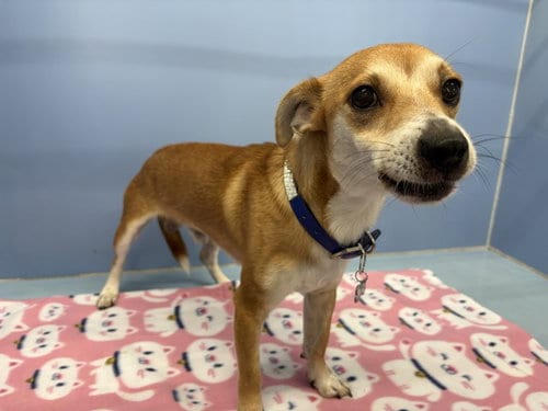 Photo of Pretty Boy, adoptable Chihuahua in San Bernardino, California