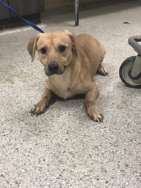 Photo of Wink, adoptable Labrador Retriever in Conroe, Texas