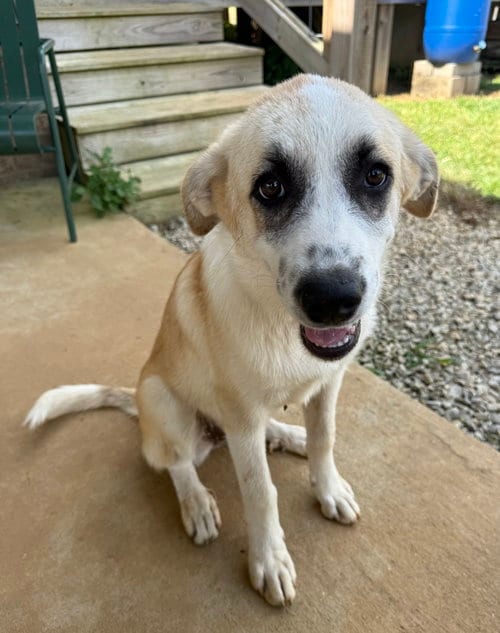 Photo of Puppy Karol, adoptable Great Pyrenees in Sussex, New Jersey