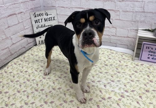 Photo of Ronaldo, adoptable American Staffordshire Terrier in Detroit, Michigan