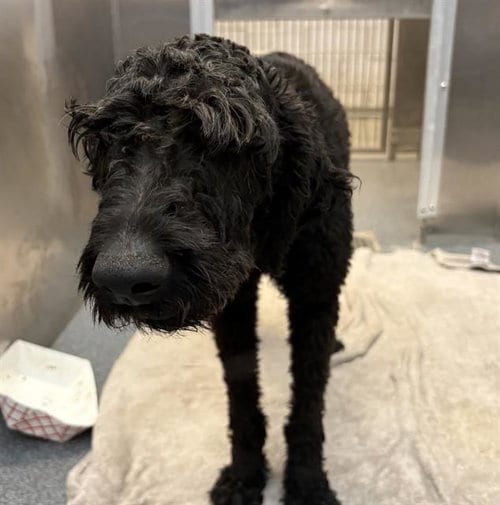 Photo of Spidey, adoptable Poodle (Standard) in Dallas, Texas
