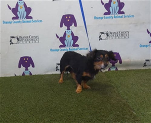 Photo of Charlie, adoptable Chihuahua in Orlando, Florida