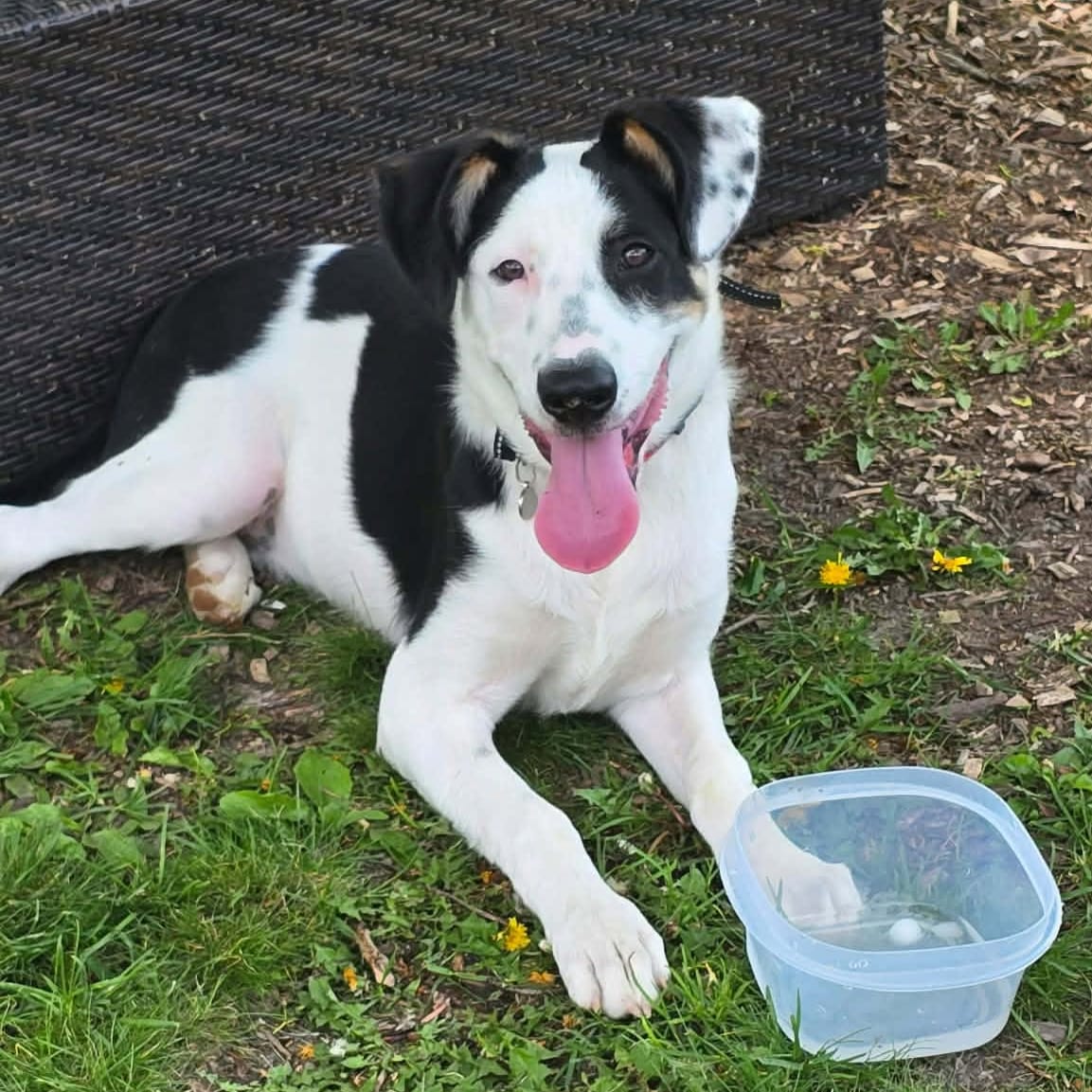 Photo of Wilbur, adoptable dog in Wisconsin