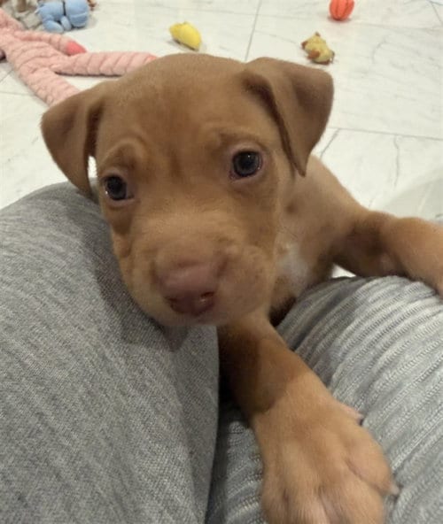 Photo of A2092768, adoptable Staffordshire Bull Terrier in Houston, Texas