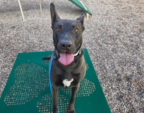 Photo of Yara, adoptable Australian Kelpie in Mesa, Arizona