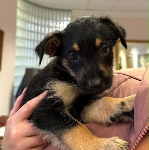 Photo of Saratoga - Carly Simon Litter, adoptable Husky in Holly Springs, North Carolina