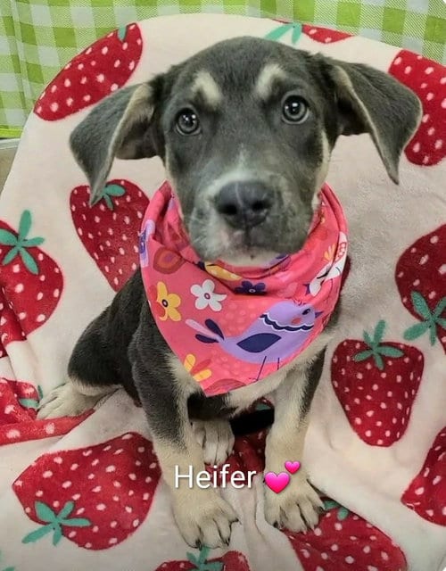 Photo of Heifer (NY-Shari), adoptable German Shepherd Dog in SHERBURNE, New York
