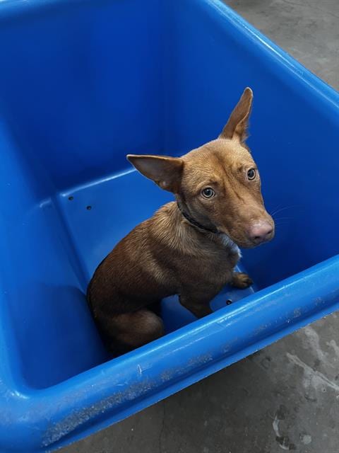 Photo of Holly, adoptable Mixed Breed