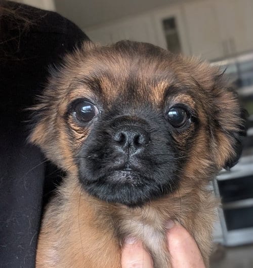 Photo of Ziggurat, adoptable Pug in San Diego, California