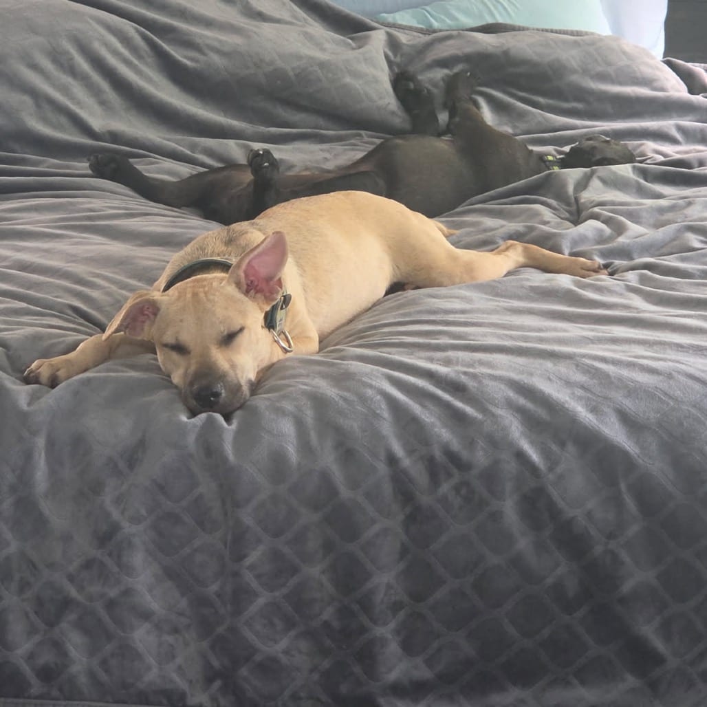 Photo of Tessa @ Foster, adoptable Mixed Breed (Medium) in Summerville, South Carolina