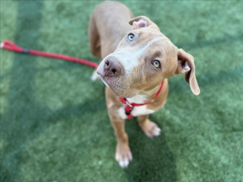 Photo of Chavez, adoptable Pit Bull Terrier in Los Angeles, California