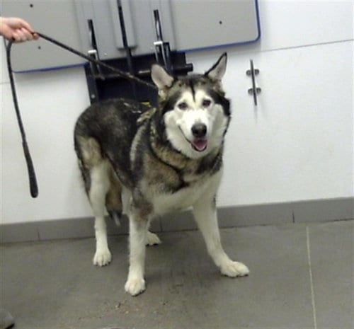 Photo of Susan, adoptable Alaskan Malamute in Mesa, Arizona