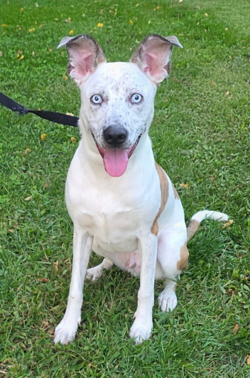 Photo of Wrangler, adoptable Mountain Cur in Oakhurst, New Jersey