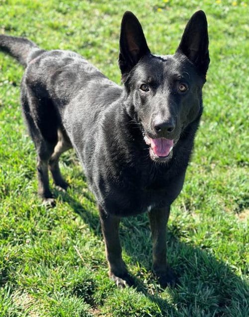 Photo of Saint, adoptable German Shepherd Dog in Fairfield, California