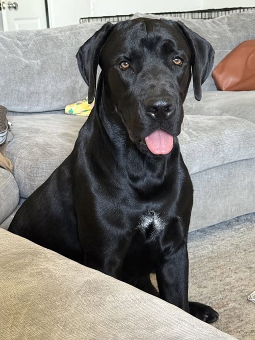 Photo of Sirius, adoptable Cane Corso Mastiff in McKinney, Texas