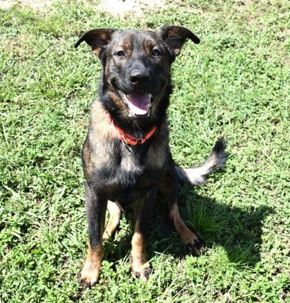Photo of Fatso, adoptable German Shepherd Dog in Inverness, Florida