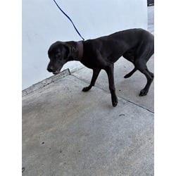 Photo of Shade, adoptable Labrador Retriever in Doral, Florida