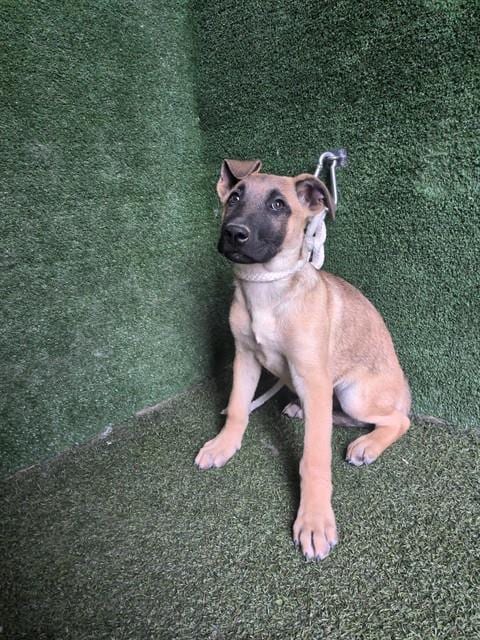 Photo of A5799429, adoptable German Shepherd Dog in Lancaster, California