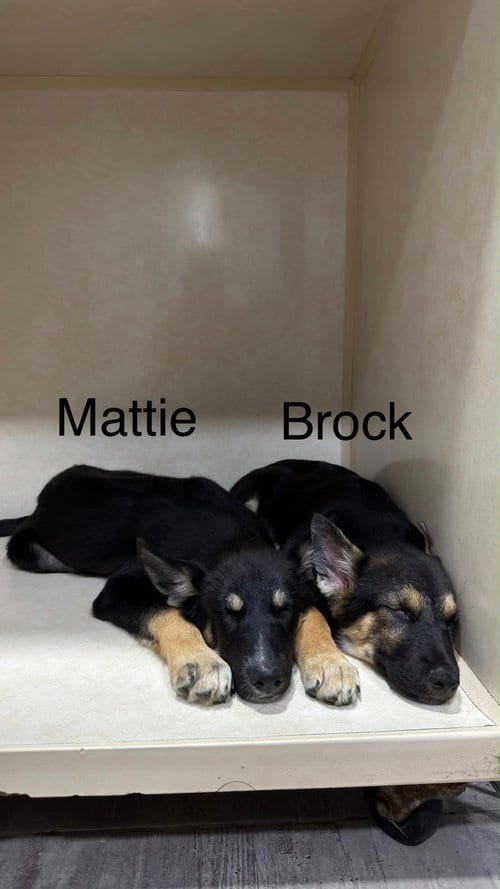 Photo of Brock, adoptable German Shepherd Dog in El Centro, California