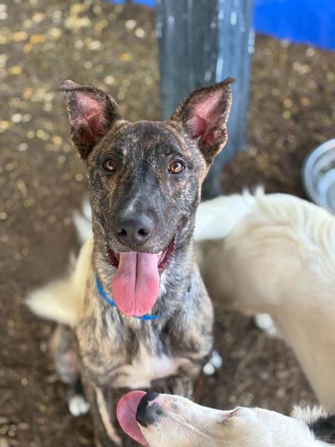 Photo of Mars, adoptable Greyhound in Visalia, California